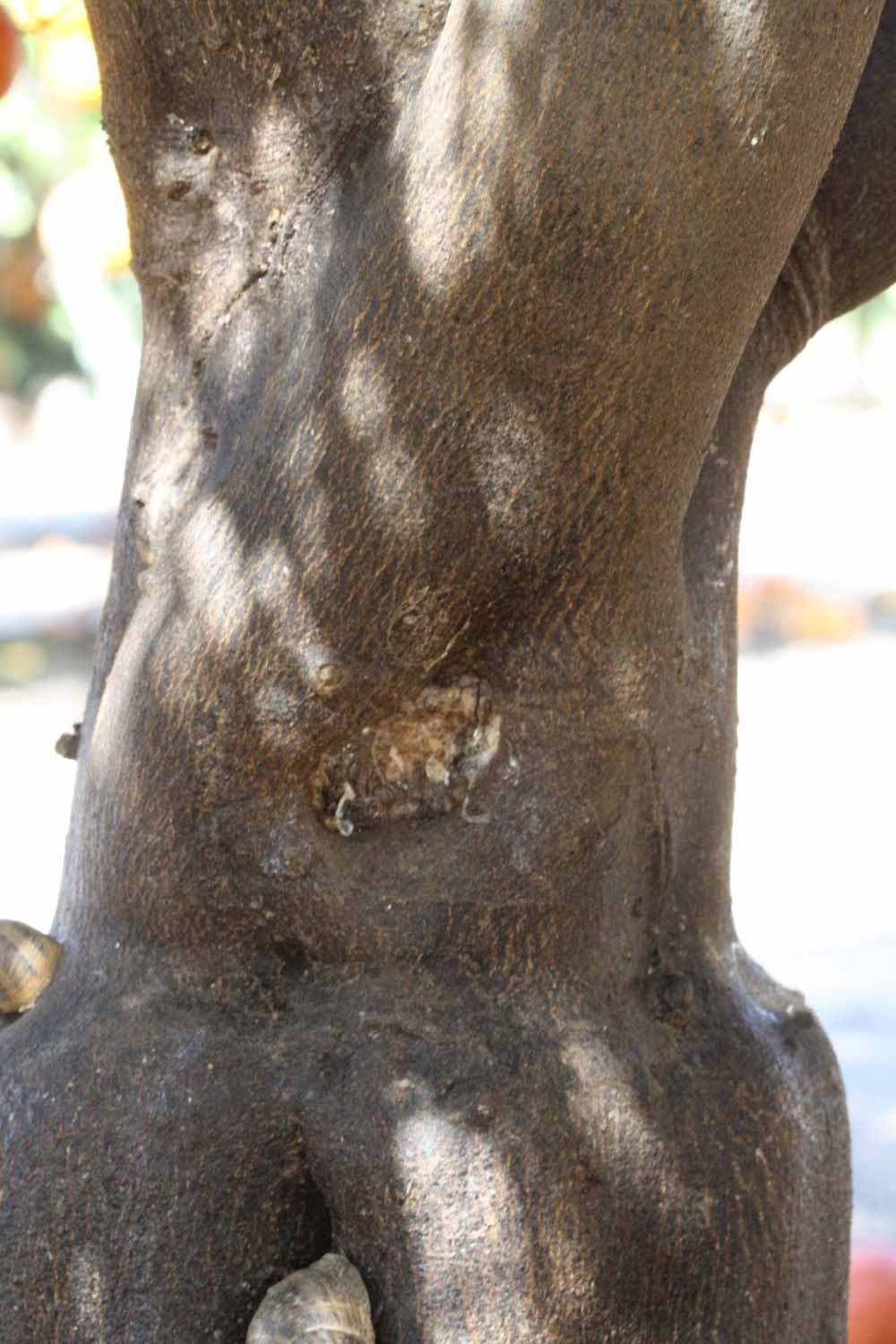              Bark (Riverside, CA)       